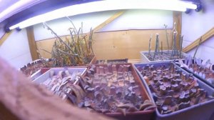 Вегетативное размножение суккулентов.