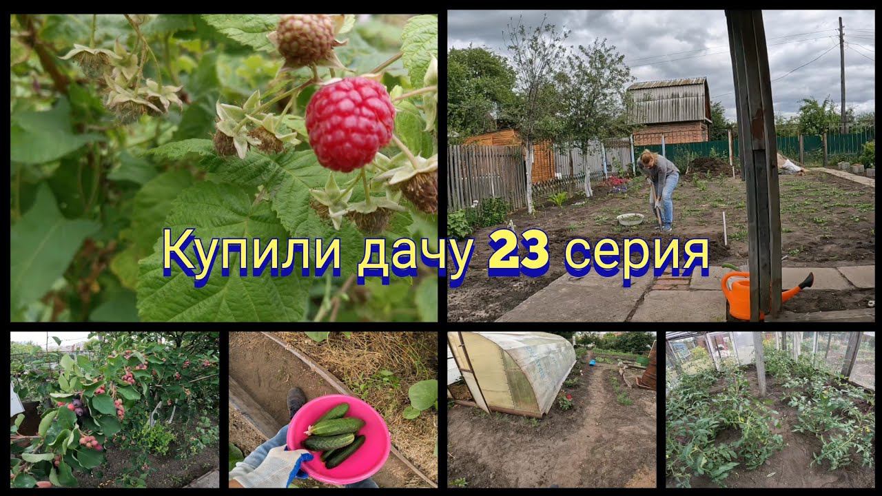 Купили дачу 23 серия ✅урожай огурцов ✅спеют ягоды ✅решила всё таки убрать...