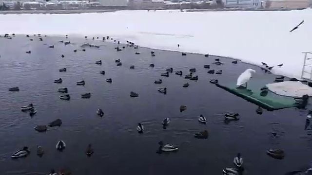 Озеро Кабан в Казани смотреть онлайн