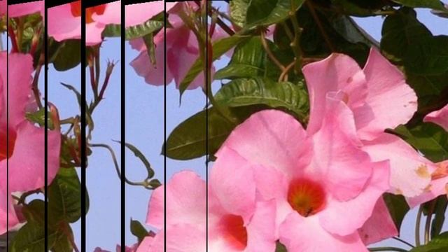 Дипладения (Мандевилла) – секреты и особенности выращивания.