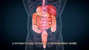 Эти продукты Разрушают вашу ПЕЧЕНЬ. Главные ВРАГИ ПЕЧЕНИ, которые мы постоянно употребляем