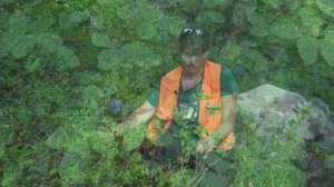 Vaccinium membranaceum,  Ericaceae (big huckleberry)