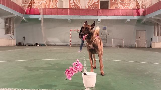 #малинуа #дрессировка #бельгийскаяовчарка #тео #цветочек