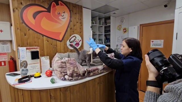 Ответственный день хвостиков | Манго