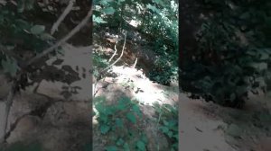 Охота на барсука с капканами (Часть-1 "Установка")