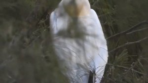 Blue beak bird with white brown plumage