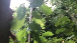 4 бельчонка на даче