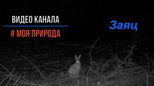 Заяц ночью