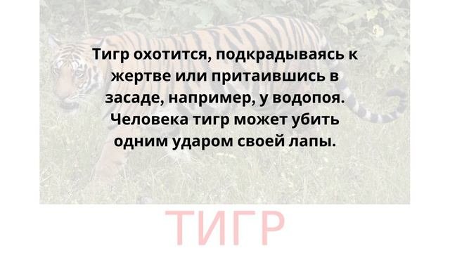 Животные: Тигр. Карточки Домана. развитиеребёнка