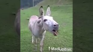 Ишак говорить Равшан