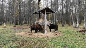 Зубры в Приокско Террасном заповеднике