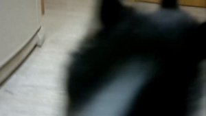 Хаски и реакция детей на появление щенка дома-Супер Хаски!-Husky Siberian-Incredible Huskies