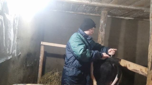 Артрит у КРС.Симптомы.Лечения.