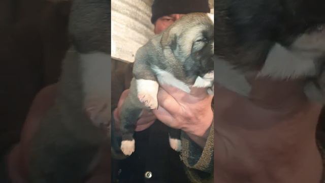 алабай среднеазиатская овчарка из питомника АЗ Марал смотреть онлайн