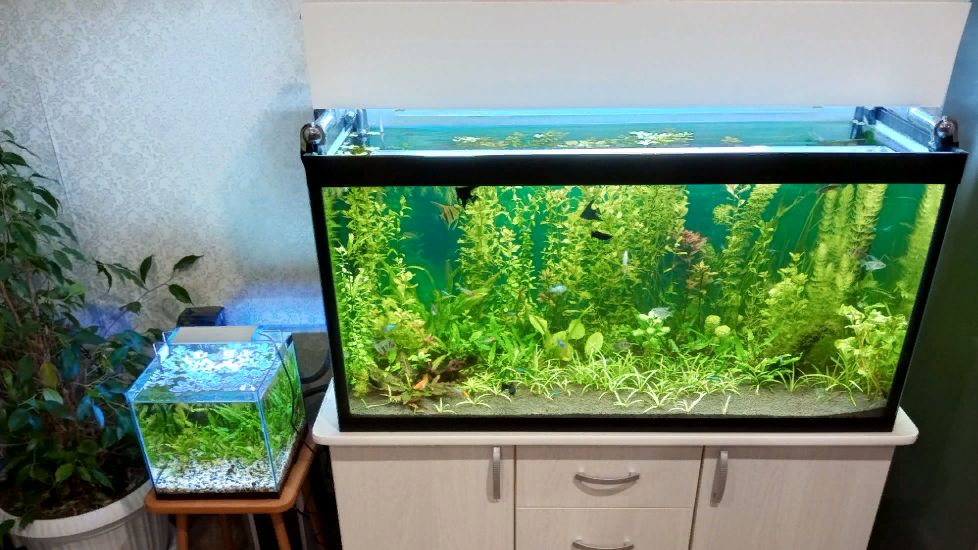 Новости по аквариумам в новом году #NIK_72 смотреть онлайн