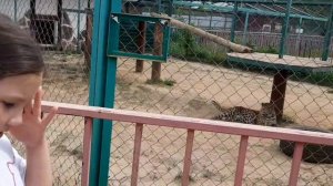 САМОЕ БЫСТРОЕ ЖИВОТНОЕ