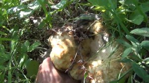 Поход в лес грибы настоящий груздь лисички ищем по запаху 1 августа 2017 гриб белый груздь легко на