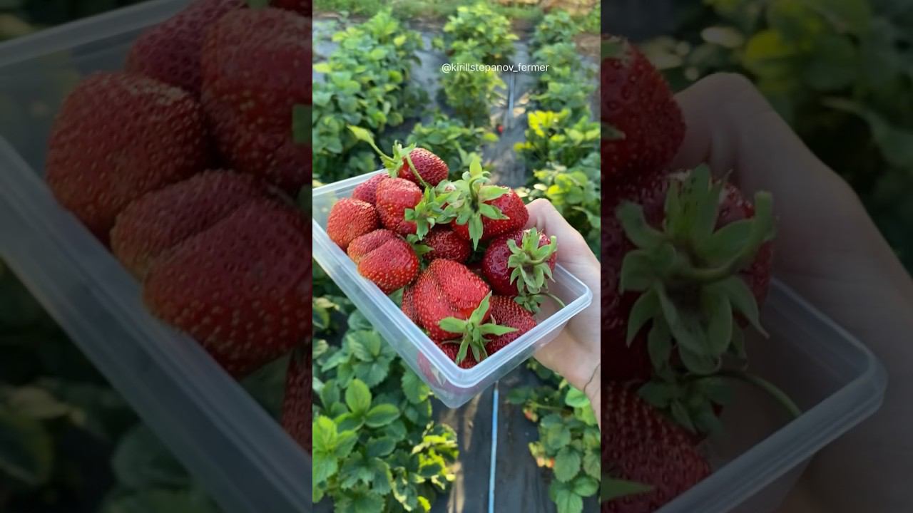 Клубника завалит урожаем смотреть онлайн