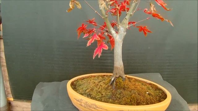 Краски осени Клен веерный Осаказуки Acer palmatum Osakazuki 2020 год смотреть онлайн