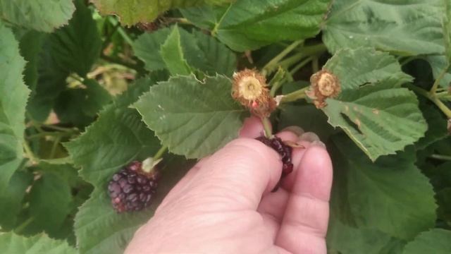 ежевика Холлс Бьюти в Ивановской обл,мои впечатления о сорте за 2 года смотреть онлайн