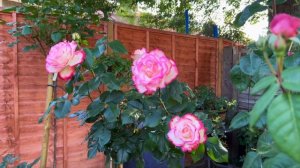 Розы в саду 2023. Обзор розы на штамбе  Jubile du Prince de Monaco от Meilland. Самая стойкая роза.