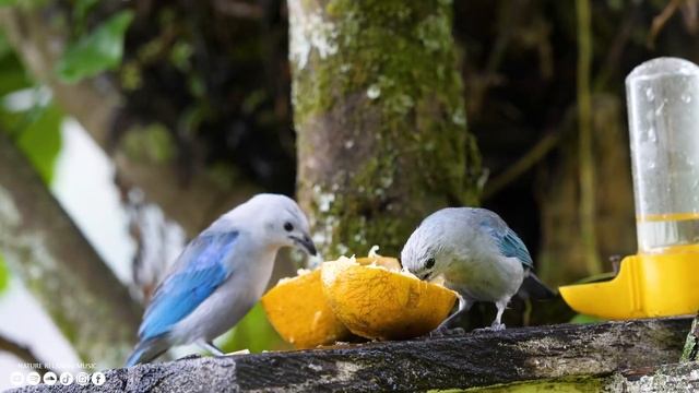 Расслабляющая музыка ? лечебная музыка для сердца и сосудов, релакс, музыка для души #1 смотреть онлайн