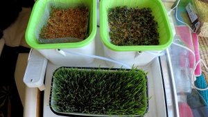 Микрозелень (Кресс-салат, горчица, пшеница)