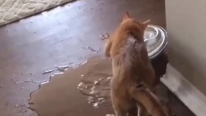 Кто умнее кошки или собаки? Тайна раскрыта ?
