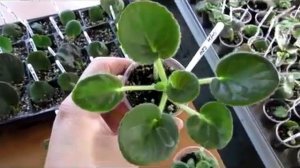 КАКИЕ ЛИСТЫ ФИАЛКИ УКОРЕНЯТЬ ,  А КАКИЕ НЕ СТОИТ