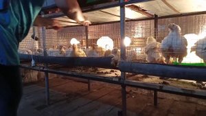 ВЫРАЩИВАНИЕ БРОЙЛЕРОВ В ДОМАШНИХ УСЛОВИЯХ  бройлеры, бройлеры в домашних условиях, кобб500,