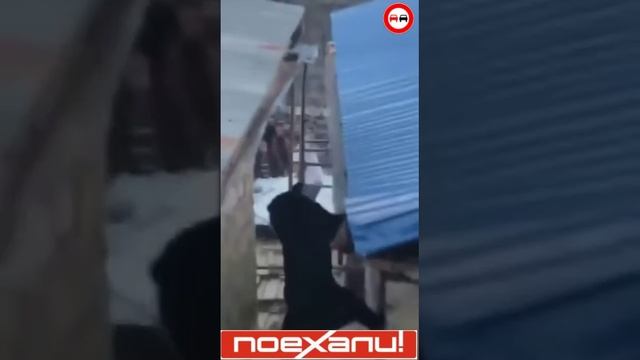 Жесть! Не зли медведя, он этого не простит!