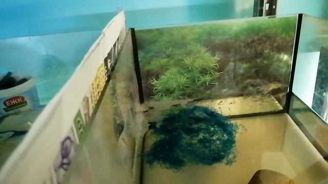 #Супер#Нерест#Петушки отнерестились#Две пары#Икра смотреть онлайн