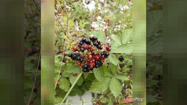 Отпуск педагогов, лето 2020 смотреть онлайн