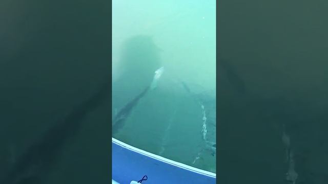 РЫБАЛКА/БЕЛЫЙ АМУР НА КАМЫШ смотреть онлайн