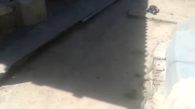 Машина против собаки смотреть онлайн