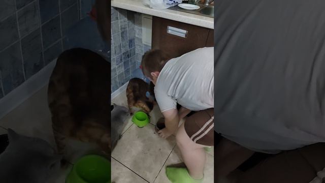 Добрый мальчик накормил кошек #бенгал #бенгальскаякошка #британскаякошка