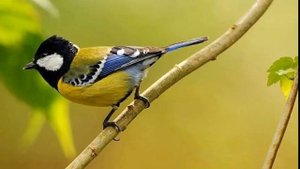 Рассказ "Синица"