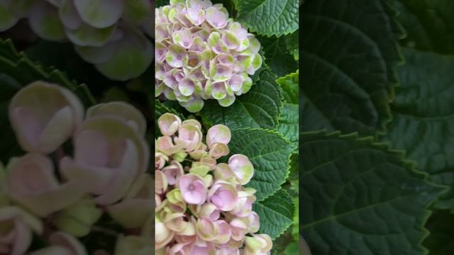 Everlasting revolution hydrangea update. Zone 5b  🇺🇸