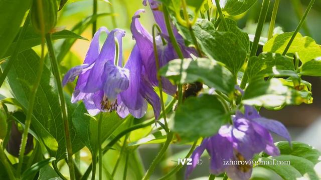 Bumblebee on aquilegia flower смотреть онлайн