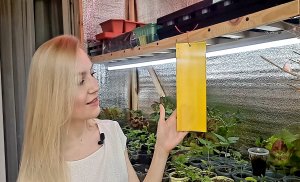 КЛЕЕВЫЕ ЛОВУШКИ ИЛИ КАК ПОЙМАТЬ ГРИБНОГО КОМАРИКА