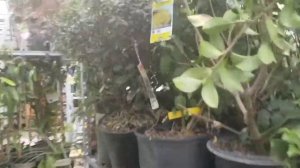 ▶️ Lowes Evergreen Clearance Plant Haul || Surprise Gardenia, Holly-tone and Plant-tone Discount