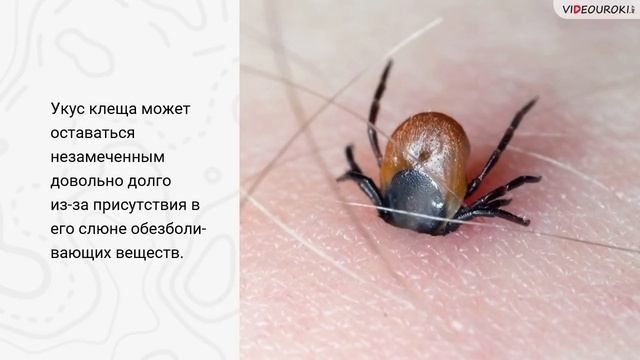 11. Опасность укусов насекомых и клещей