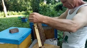 Любительское матководство. От отбора маточников, до отбора плодных маток.