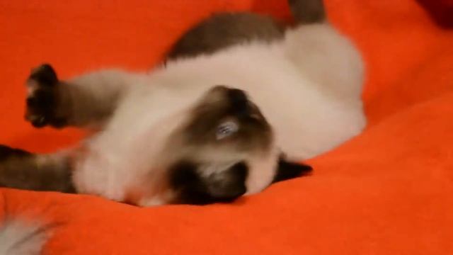 Элитные шотландские котята редкого окраса - котята для Вас! Купить котенка? Питомник предлагает.
