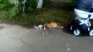 Будни собаки / ТОЙ ТЕРЬЕР и КОШКИ