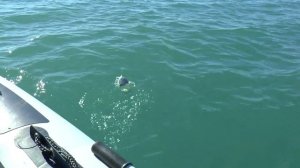 Крым. Рыбалка с лодки на насадку. Ласкирь. Немецкая балка.