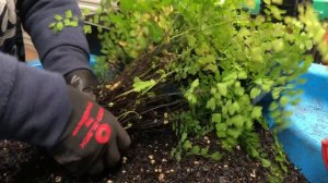 How to Repot Maidenhair Ferns - Prune,  Divide and Keep your Maidenhair Ferns Healthy