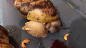 Архахатина маргината овум||Содержание и уход