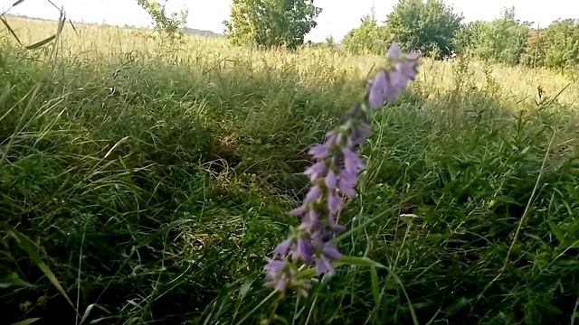 Колокольчик скученный. Очищаем кровь от вредного холестерина. Лечим головные боли.