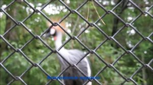 Кукабара, журавли и голубые сороки 30.05.2021